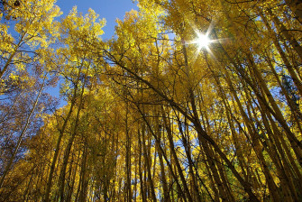 seagoaspens on fern creek road