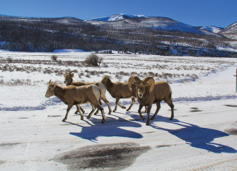 bobseago bighornsheepimgcropped